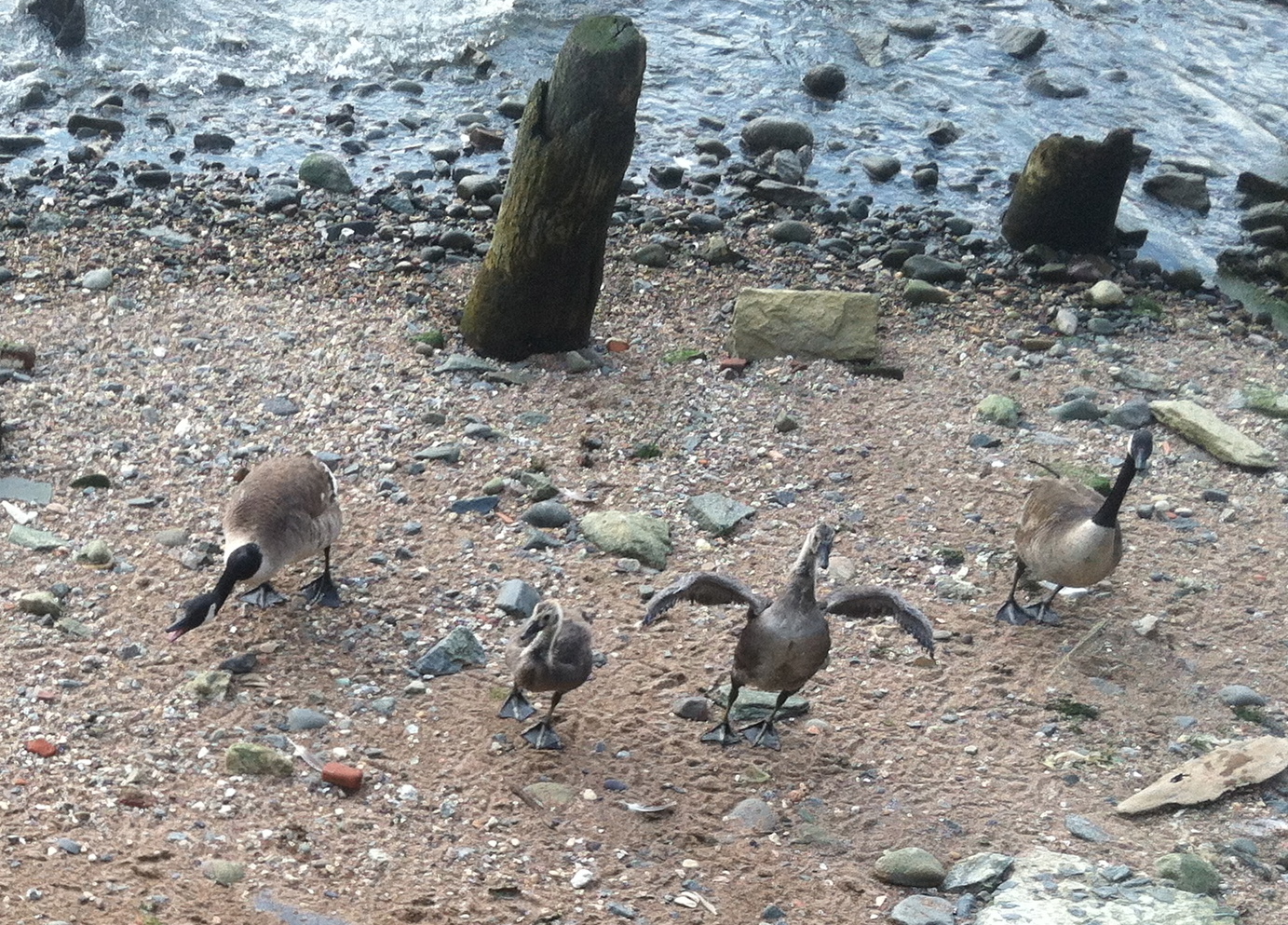 geese drying off